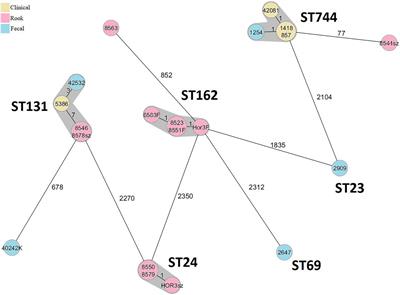 Comparison of Extended-Spectrum Beta-Lactamase-Producing Escherichia coli Isolates From <mark class="highlighted">Rooks</mark> (Corvus frugilegus) and Contemporary Human-Derived Strains: A One Health Perspective